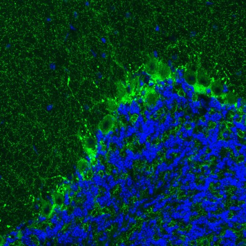 GAD1/GAD67 Antibody (CL2911) - Azide and BSA Free Immunohistochemistry-Paraffin: GAD1/GAD67 Antibody [NBP3-43812]