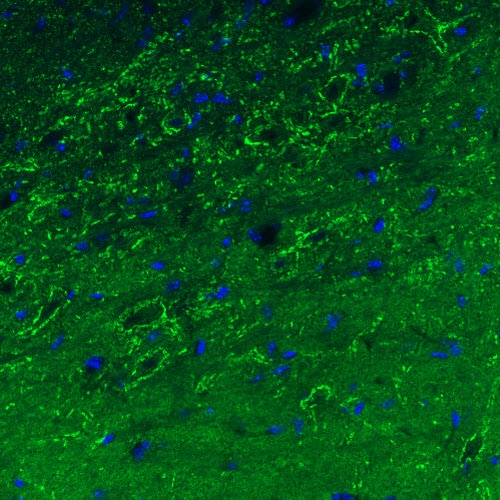 GAD1/GAD67 Antibody (CL2911) - Azide and BSA Free Immunohistochemistry-Paraffin: GAD1/GAD67 Antibody [NBP3-43812]