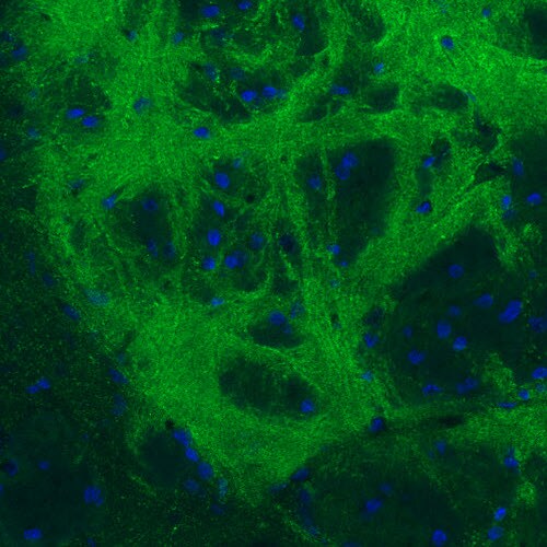 GAD1/GAD67 Antibody (CL2911) - Azide and BSA Free Immunohistochemistry-Paraffin: GAD1/GAD67 Antibody [NBP3-43812]