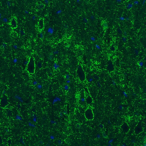 GAD1/GAD67 Antibody (CL2911) - Azide and BSA Free Immunohistochemistry-Paraffin: GAD1/GAD67 Antibody [NBP3-43812]