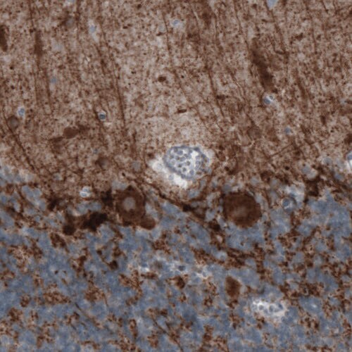 GAD1/GAD67 Antibody (CL2914) - Azide and BSA Free Immunohistochemistry-Paraffin: GAD1/GAD67 Antibody [NBP3-43813]