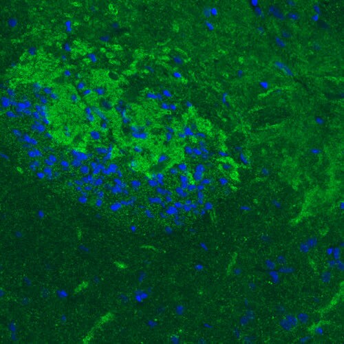 GAD1/GAD67 Antibody (CL2914) - Azide and BSA Free Immunohistochemistry-Paraffin: GAD1/GAD67 Antibody [NBP3-43813]