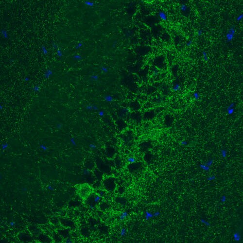 GAD1/GAD67 Antibody (CL2914) - Azide and BSA Free Immunohistochemistry-Paraffin: GAD1/GAD67 Antibody [NBP3-43813]