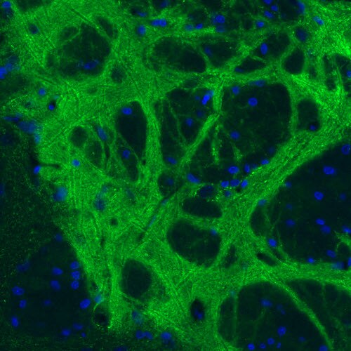 GAD1/GAD67 Antibody (CL2919) - Azide and BSA Free Immunohistochemistry-Paraffin: GAD1/GAD67 Antibody [NBP3-43814]