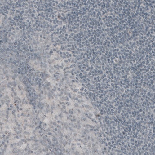 GAD1/GAD67 Antibody (CL2919) - Azide and BSA Free Immunohistochemistry-Paraffin: GAD1/GAD67 Antibody [NBP3-43814]