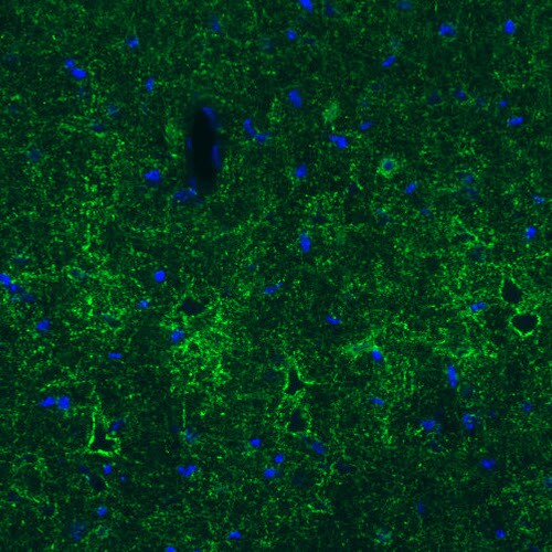GAD1/GAD67 Antibody (CL2919) - Azide and BSA Free Immunohistochemistry-Paraffin: GAD1/GAD67 Antibody [NBP3-43814]
