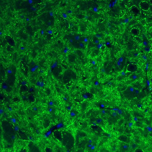 GAD1/GAD67 Antibody (CL2919) - Azide and BSA Free Immunohistochemistry-Paraffin: GAD1/GAD67 Antibody [NBP3-43814]
