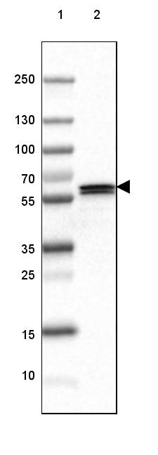 GAD2/GAD65 Antibody (CL2736) - Azide and BSA Free Western Blot: GAD2/GAD65 Antibody [NBP3-43815]