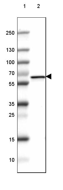 GAD2/GAD65 Antibody (CL2736) - Azide and BSA Free Western Blot: GAD2/GAD65 Antibody [NBP3-43815]