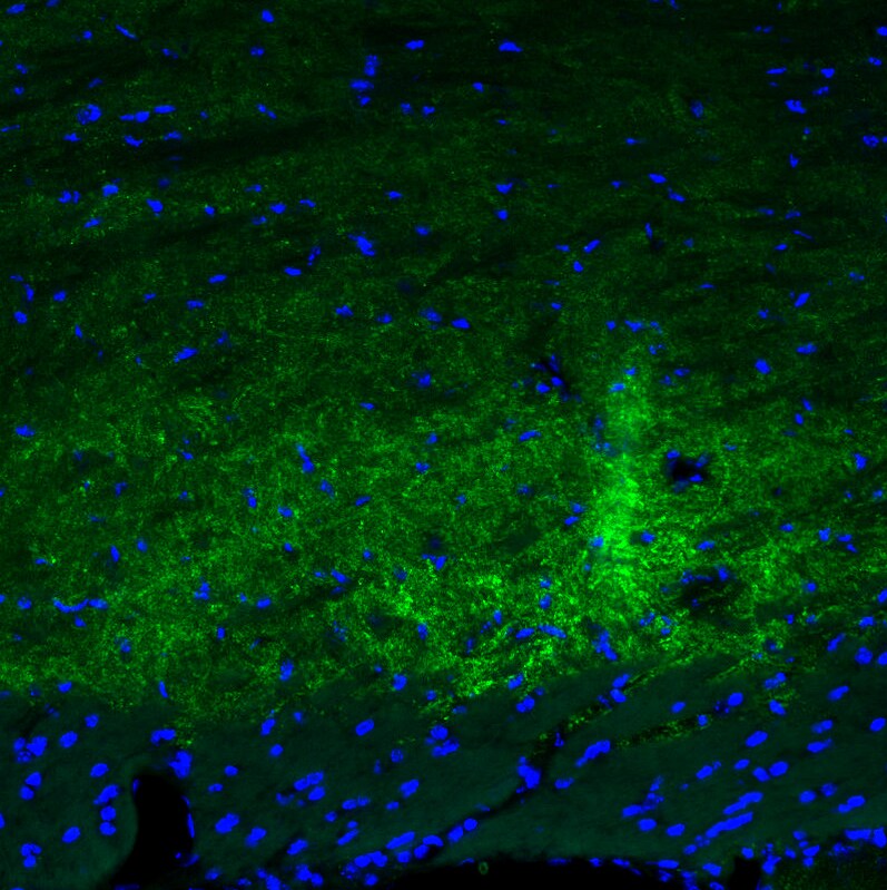 GAD2/GAD65 Antibody (CL2736) - Azide and BSA Free Immunohistochemistry-Paraffin: GAD2/GAD65 Antibody [NBP3-43815]