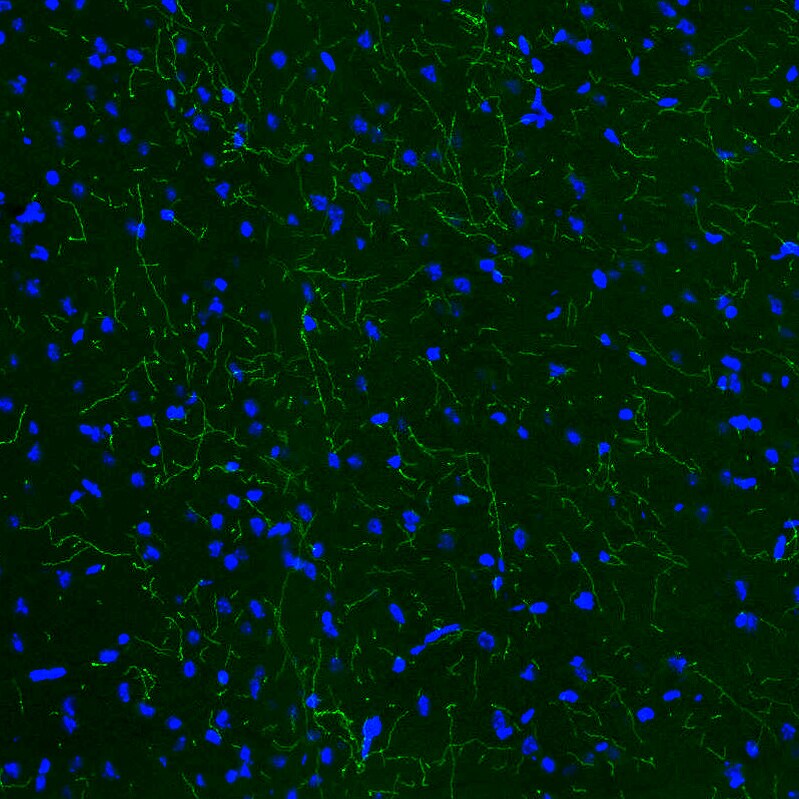 Tryptophan hydroxylase 2 Antibody (CL2990) - Azide and BSA Free Immunohistochemistry-Paraffin: Tryptophan hydroxylase 2 Antibody [NBP3-43817]