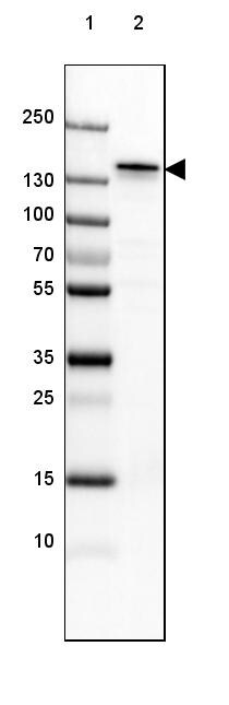 NF-M Antibody (CL2705) - Azide and BSA Free Western Blot: NF-M Antibody [NBP3-43822]