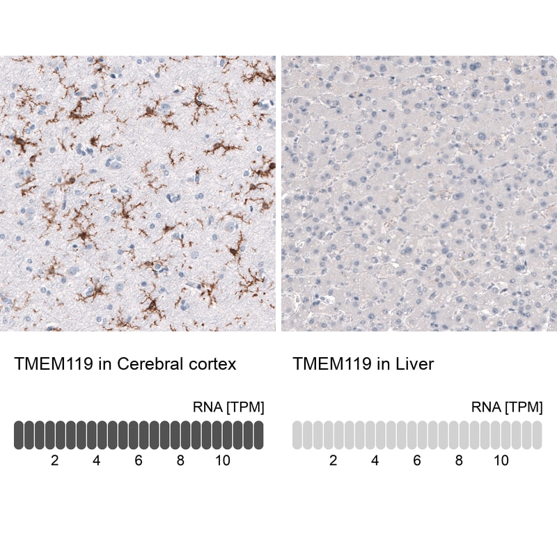 TMEM119 Antibody (CL8714) - Azide and BSA Free Immunohistochemistry-Paraffin: TMEM119 Antibody [NBP3-43823]