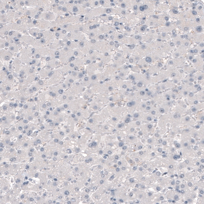 TMEM119 Antibody (CL8714) - Azide and BSA Free Immunohistochemistry-Paraffin: TMEM119 Antibody [NBP3-43823]