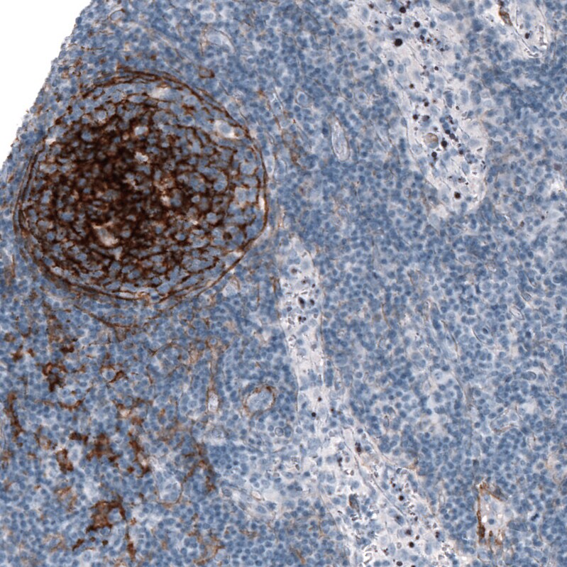 TMEM119 Antibody (CL8714) - Azide and BSA Free Immunohistochemistry-Paraffin: TMEM119 Antibody [NBP3-43823]