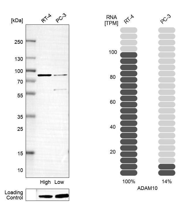 ADAM10 Antibody (CL13808) - Azide and BSA Free Western Blot: ADAM10 Antibody [NBP3-43825]
