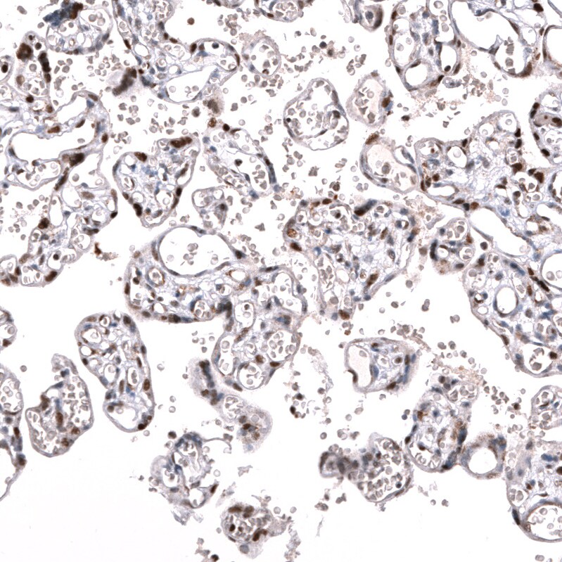 BCOR Antibody (CL13841) - Azide and BSA Free Immunohistochemistry-Paraffin: BCOR Antibody [NBP3-43828]