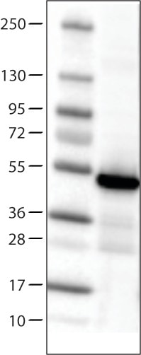 Isocitrate Dehydrogenase 1/IDH1 Antibody (CL0219) - Azide and BSA Free Western Blot: Isocitrate Dehydrogenase 1/IDH1 Antibody [NBP3-43836]