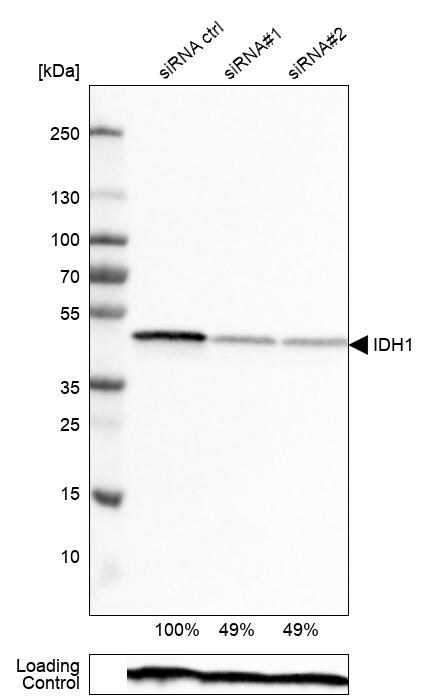 Isocitrate Dehydrogenase 1/IDH1 Antibody (CL0219) - Azide and BSA Free Western Blot: Isocitrate Dehydrogenase 1/IDH1 Antibody [NBP3-43836]
