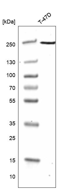GREB1 Antibody (CL13859) - Azide and BSA Free Western Blot: GREB1 Antibody [NBP3-43839]