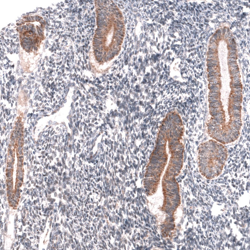 GREB1 Antibody (CL13863) - Azide and BSA Free Immunohistochemistry-Paraffin: GREB1 Antibody [NBP3-43840]