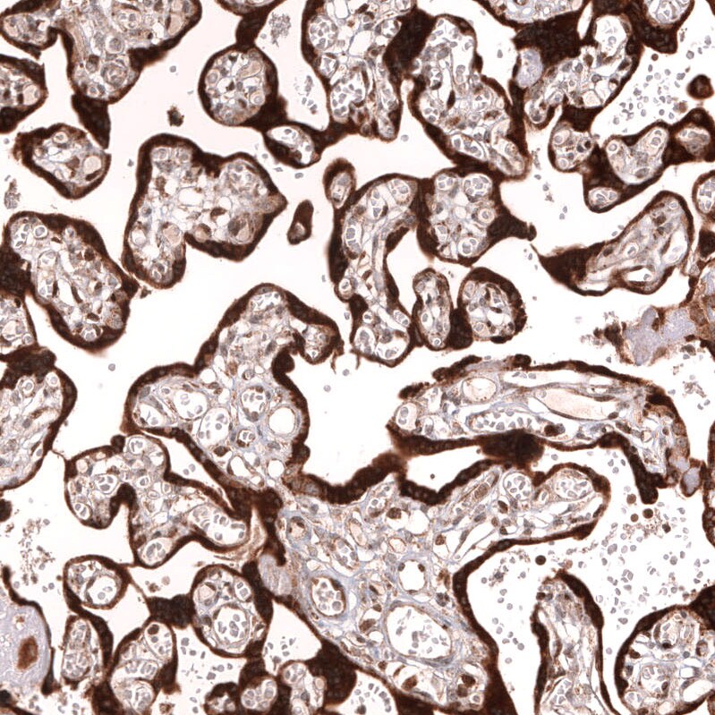 IL-33 Antibody (CL13438) - Azide and BSA Free Immunohistochemistry-Paraffin: IL-33 Antibody [NBP3-43843]