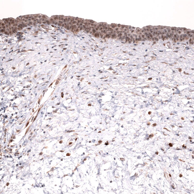 IL-33 Antibody (CL13438) - Azide and BSA Free Immunohistochemistry-Paraffin: IL-33 Antibody [NBP3-43843]