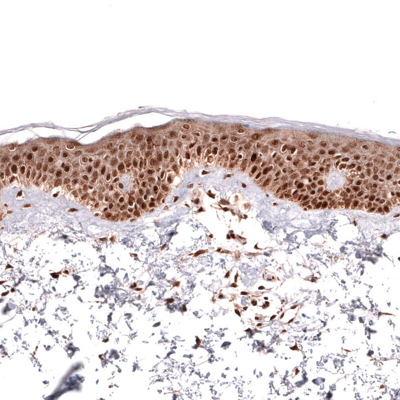 IL-33 Antibody (CL13438) - Azide and BSA Free Immunohistochemistry-Paraffin: IL-33 Antibody [NBP3-43843]