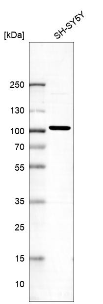 Lgr5/GPR49 Antibody (CL13567) - Azide and BSA Free Western Blot: Lgr5/GPR49 Antibody [NBP3-43844]
