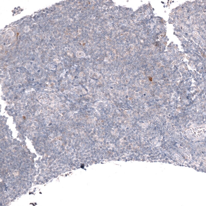 Lgr5/GPR49 Antibody (CL13567) - Azide and BSA Free Immunohistochemistry-Paraffin: Lgr5/GPR49 Antibody [NBP3-43844]