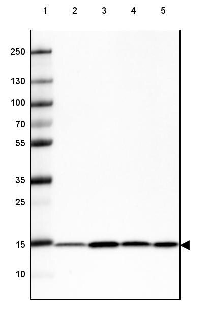 COX4 Antibody (CL3515) - Azide and BSA Free Western Blot: COX4 Antibody [NBP3-43847]