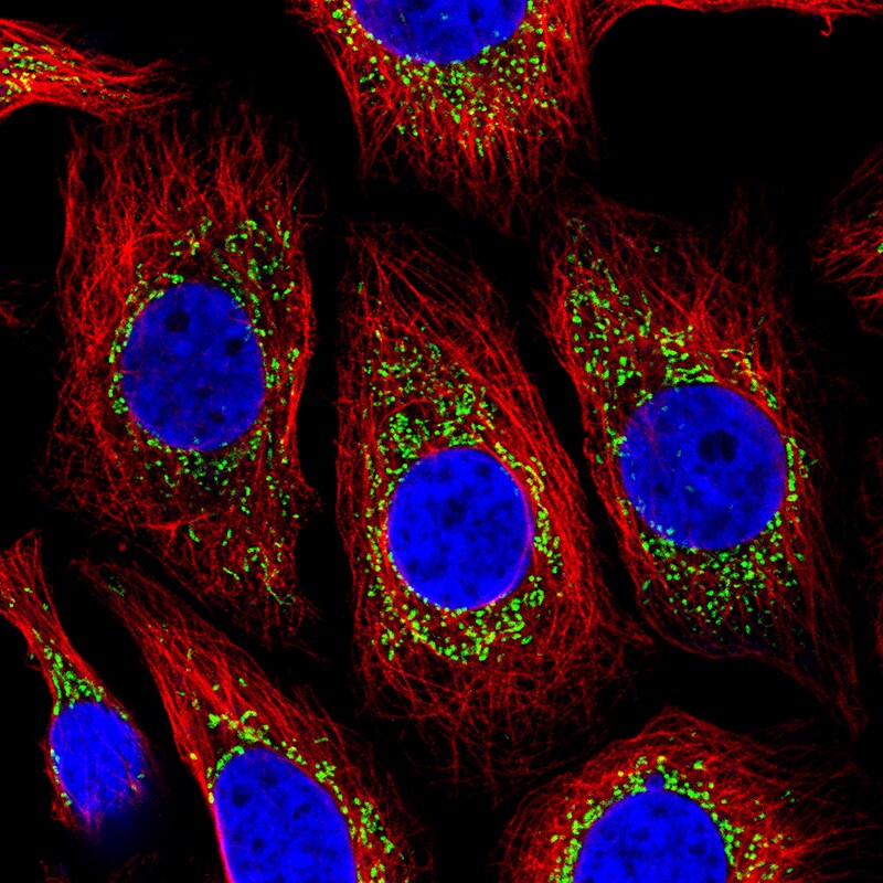 COX4 Antibody (CL3515) - Azide and BSA Free Immunocytochemistry/ Immunofluorescence: COX4 Antibody [NBP3-43847]