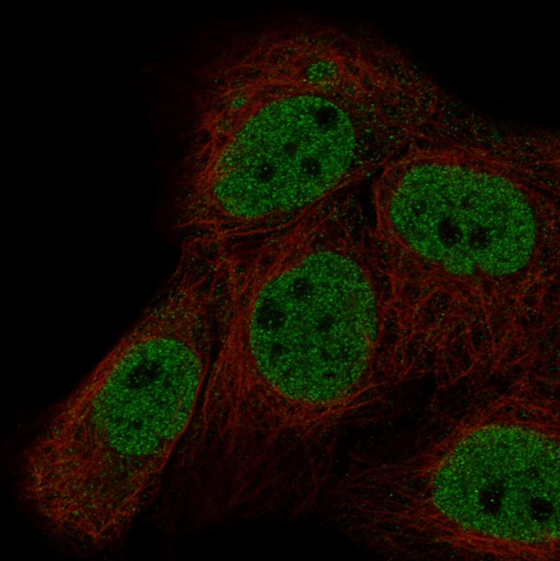 MLH3 Antibody (CL14084) - Azide and BSA Free Immunocytochemistry/ Immunofluorescence: MLH3 Antibody [NBP3-43849]