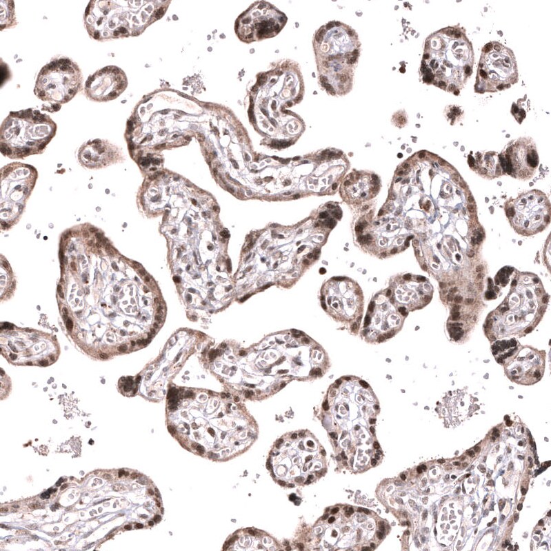 MLH3 Antibody (CL14084) - Azide and BSA Free Immunohistochemistry-Paraffin: MLH3 Antibody [NBP3-43849]