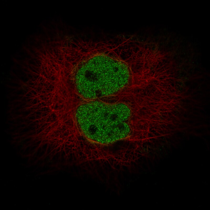 MLH3 Antibody (CL14096) - Azide and BSA Free Immunocytochemistry/ Immunofluorescence: MLH3 Antibody [NBP3-43850]