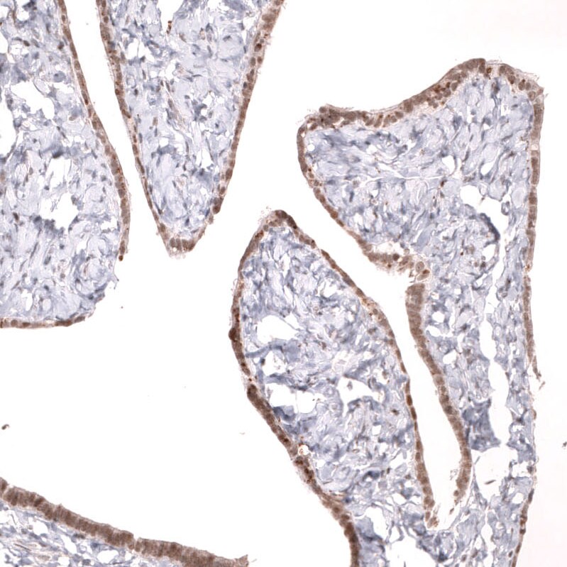 MLH3 Antibody (CL14096) - Azide and BSA Free Immunohistochemistry-Paraffin: MLH3 Antibody [NBP3-43850]