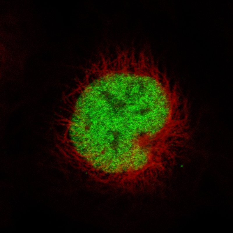 MSH2 Antibody (CL13724) - Azide and BSA Free Immunocytochemistry/ Immunofluorescence: MSH2 Antibody [NBP3-43852]