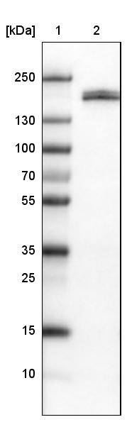 Podocalyxin Like Antibody (CL0285) - Azide and BSA Free Western Blot: Podocalyxin Like Antibody [NBP3-43854]