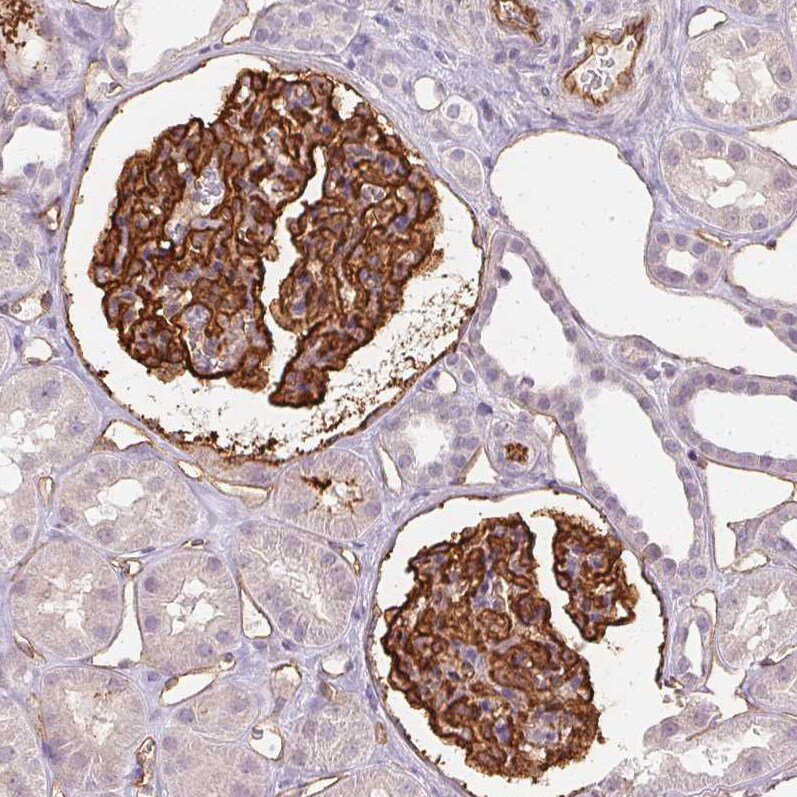 Podocalyxin Like Antibody (CL0285) - Azide and BSA Free Immunohistochemistry-Paraffin: Podocalyxin Like Antibody [NBP3-43854]