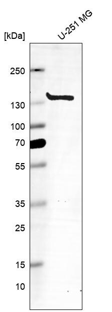 MSH3 Antibody (CL14064) - Azide and BSA Free Western Blot: MSH3 Antibody [NBP3-43856]