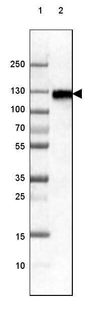 LAMP-1/CD107a Antibody (CL3482) - Azide and BSA Free Western Blot: LAMP-1/CD107a Antibody [NBP3-43861]