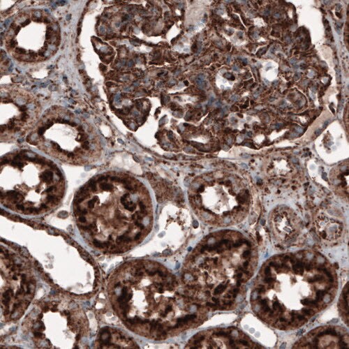 LAMP-1/CD107a Antibody (CL3482) - Azide and BSA Free Immunohistochemistry-Paraffin: LAMP-1/CD107a Antibody [NBP3-43861]