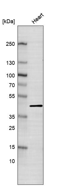 Troponin T Type 2 (cardiac) Antibody (CL13403) - Azide and BSA Free Western Blot: Troponin T Type 2 (cardiac) Antibody [NBP3-43866]