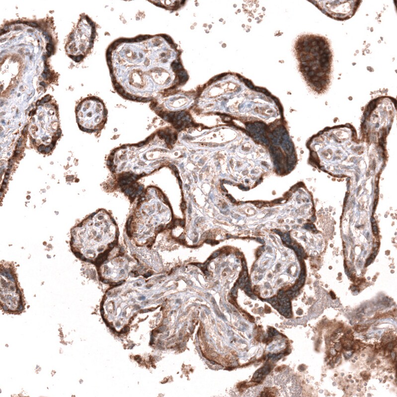 Wnt-5a Antibody (CL13683) - Azide and BSA Free Immunohistochemistry-Paraffin: Wnt-5a Antibody [NBP3-43867]