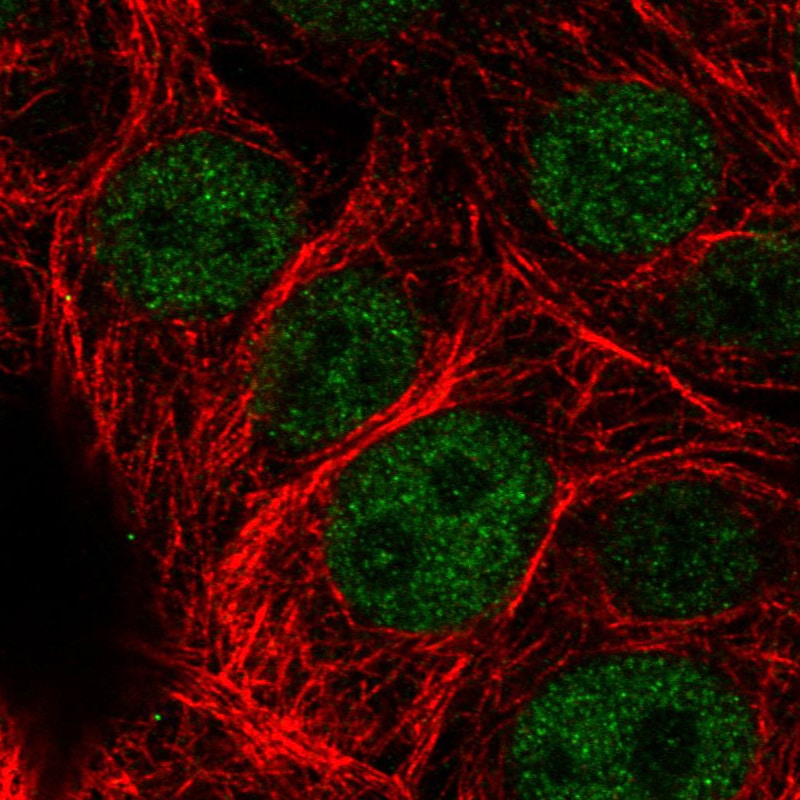 ATRX Antibody (CL0537) - Azide and BSA Free Immunocytochemistry/ Immunofluorescence: ATRX Antibody [NBP3-43870]