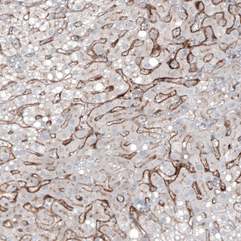 PSMA/FOLH1/NAALADase I Antibody (CL9091) - Azide and BSA Free Immunohistochemistry-Paraffin: PSMA/FOLH1/NAALADase I Antibody [NBP3-43873]