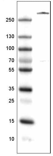 Von Willebrand Factor Antibody (CL1957) - Azide and BSA Free Western Blot: Von Willebrand Factor Antibody [NBP3-43881]