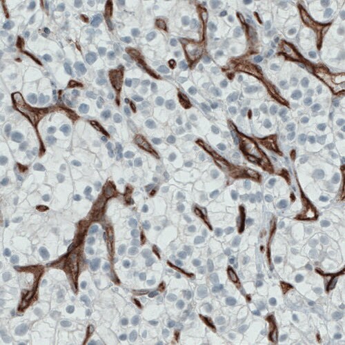 Endoglin/CD105 Antibody (CL1912) - Azide and BSA Free Immunohistochemistry-Paraffin: Endoglin/CD105 Antibody [NBP3-43882]