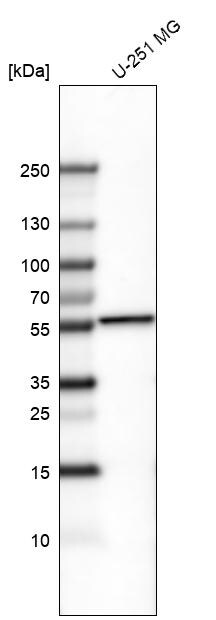 POU3F2/OCT7 Antibody (CL6228) - Azide and BSA Free Western Blot: POU3F2/OCT7 Antibody [NBP3-43883]