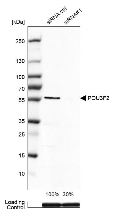 POU3F2/OCT7 Antibody (CL6228) - Azide and BSA Free Western Blot: POU3F2/OCT7 Antibody [NBP3-43883]